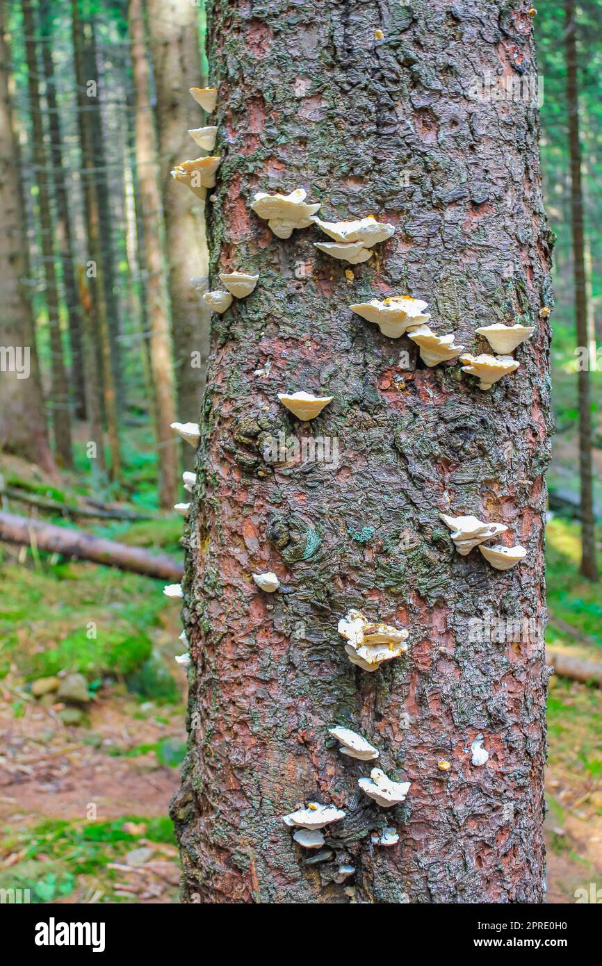 Alberi morti di abete rosso della foresta d'argento, montagna di Brocken, Harz, Germania Foto Stock