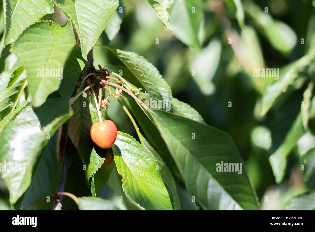 Bacche di ciliegia mature rosse e dolci appese a un ramo di albero prima della vendemmia all'inizio dell'estate. Un albero con delizioso e succoso uccello rosso ciliegia frutti Foto Stock