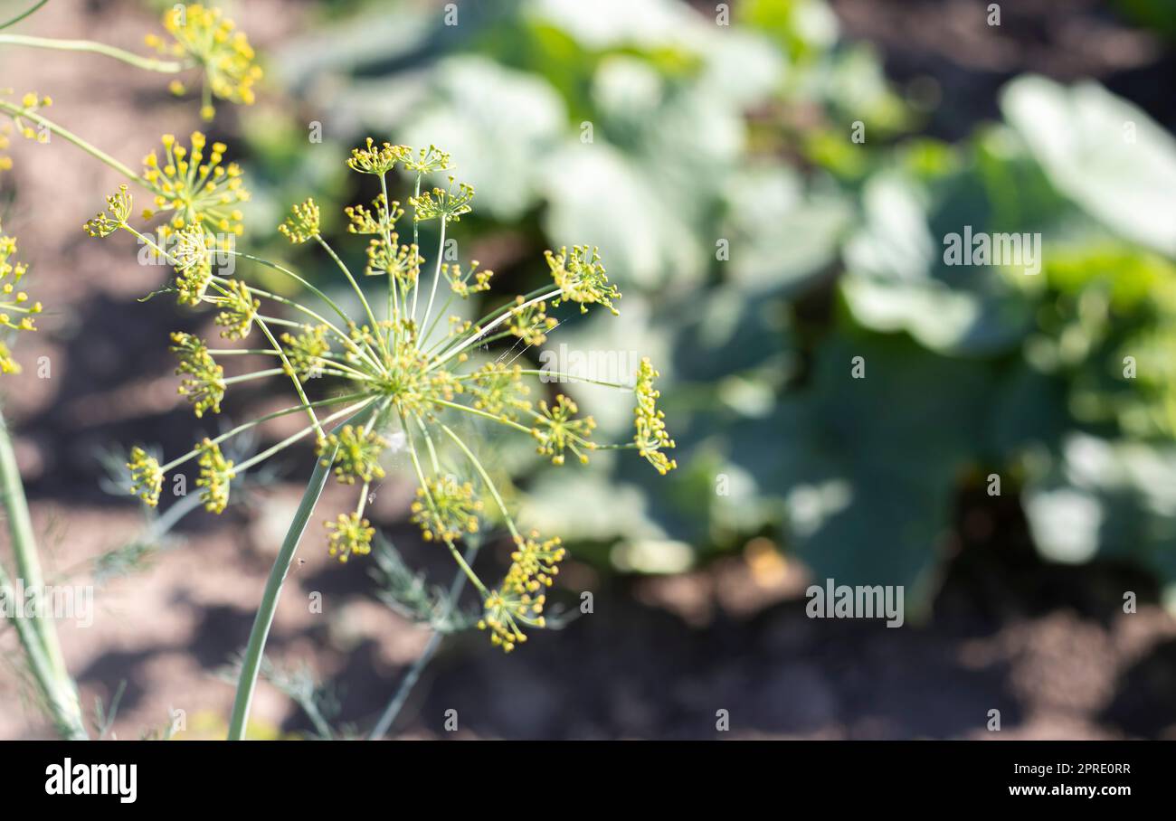 Sfondo con primo piano di aneto umbel. pianta da giardino. Aneto profumato su un letto in giardino. Crescere l'aneto. Aneto in giardino. Ombrello aromatico pianta eurasiatica. Foto Stock