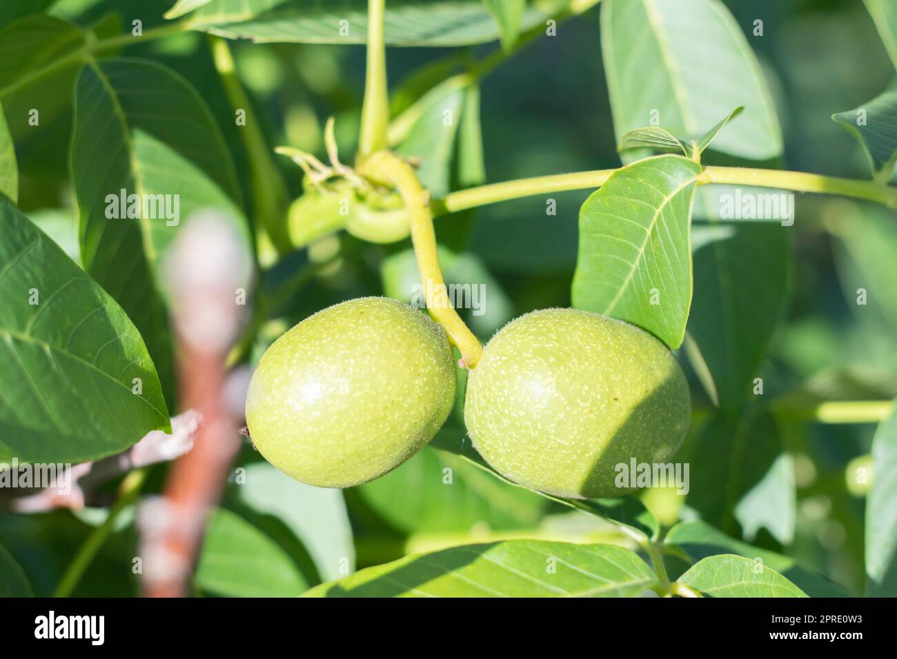 Noci verdi crescono su un albero. Primo piano della varietà Kocherzhenko. Il noce cresce in attesa di essere raccolto. Sfondo foglie verdi. Frutta a guscio su un ramo d'albero nei raggi gialli del sole. Foto Stock