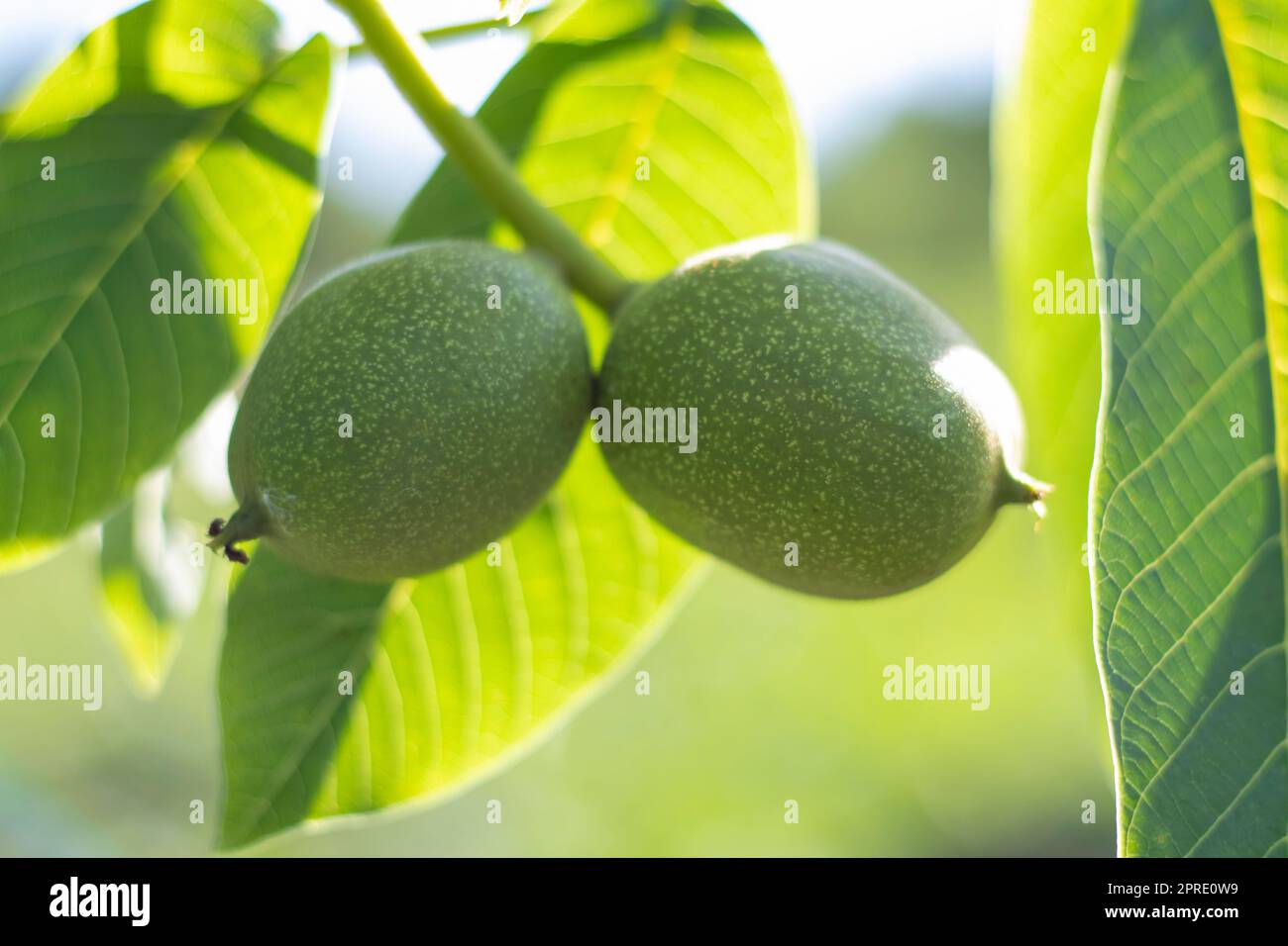 Noci verdi crescono su un albero. Primo piano della varietà Kocherzhenko. Il noce cresce in attesa di essere raccolto. Sfondo foglie verdi. Frutta a guscio su un ramo d'albero nei raggi gialli del sole. Foto Stock