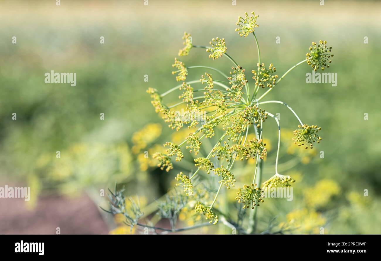 Sfondo con primo piano di aneto umbel. pianta da giardino. Aneto profumato su un letto in giardino. Crescere l'aneto. Aneto in giardino. Ombrello aromatico pianta eurasiatica. Foto Stock