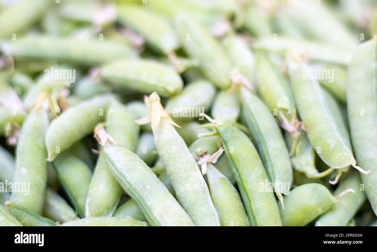 Molti piselli verdi. Primo piano dei piselli verdi giovani non sbucciati. Sfondo verde. Cibo ecologico sano. Piatti vegetariani. Raccolta di verdure. Bellissimo primo piano di piselli freschi e cialde di piselli. Foto Stock