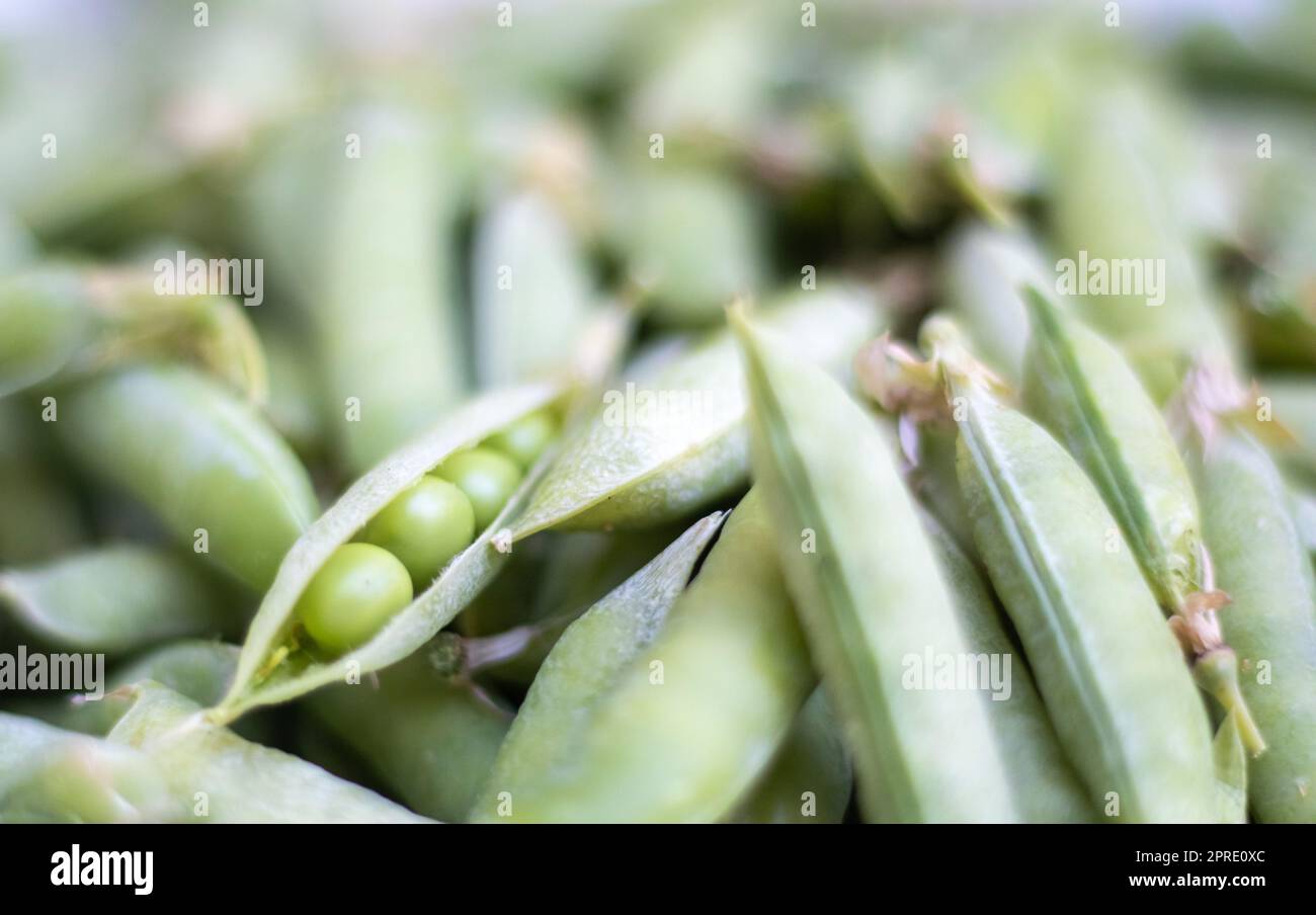 Molti piselli verdi. Primo piano dei piselli verdi giovani non sbucciati. Sfondo verde. Cibo ecologico sano. Piatti vegetariani. Raccolta di verdure. Bellissimo primo piano di piselli freschi e cialde di piselli. Foto Stock