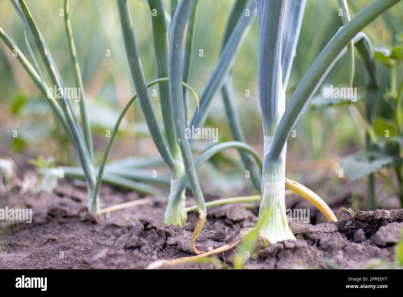 Vista di un campo con cipolle verdi in stagionatura. Campo di cipolle. Cipolla matura piante che crescono nel campo, primo piano. Stagionatura della cipolla in primavera. Paesaggio agricolo. La coltivazione di cipolle verdi in giardino. Foto Stock