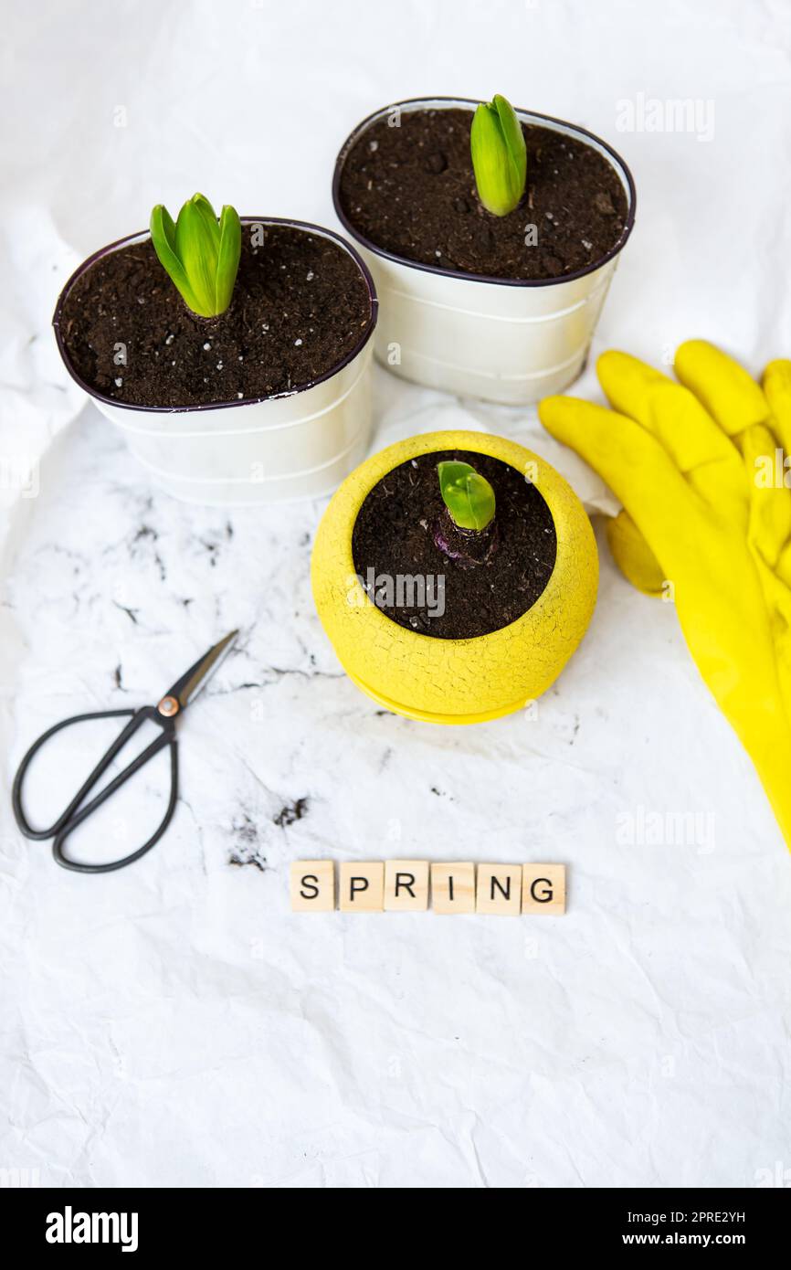 Bulbi di giacinto trapiantati in nuove pentole, sullo sfondo di attrezzi da giardinaggio, guanti gialli. Scritta a molla Foto Stock