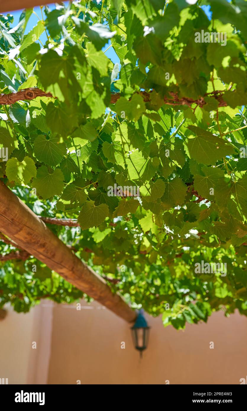 Casa del vino sudafricano. Foto dei vigneti del distretto di Stellenbosch , Provincia del Capo Occidentale, Sudafrica. Foto Stock