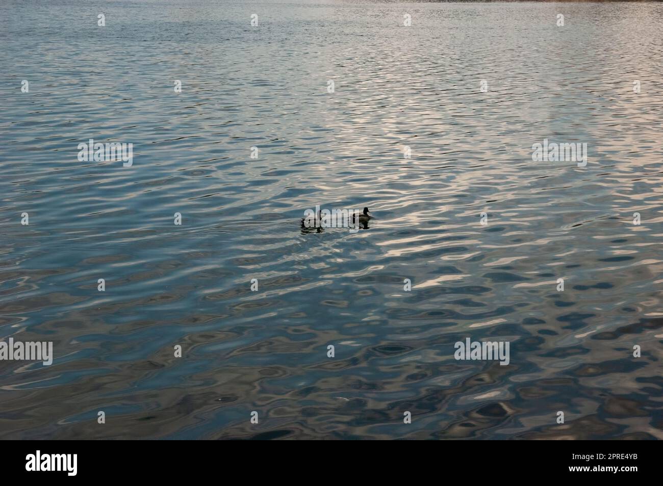 le anatre selvatiche galleggiano sull'acqua con le increspature fini Foto Stock