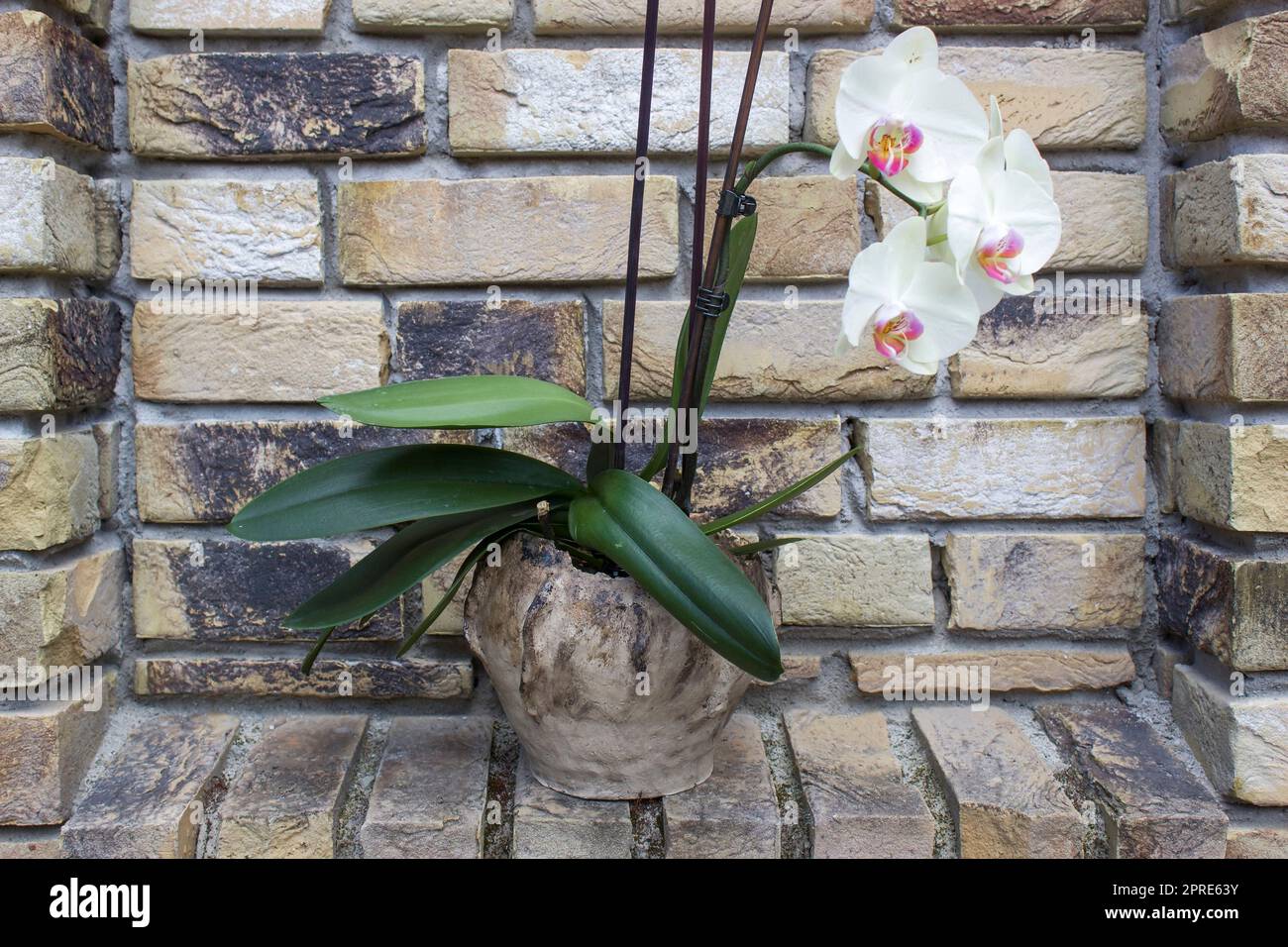 orchidea bianca in una pentola di argilla su un muro di mattoni Foto Stock