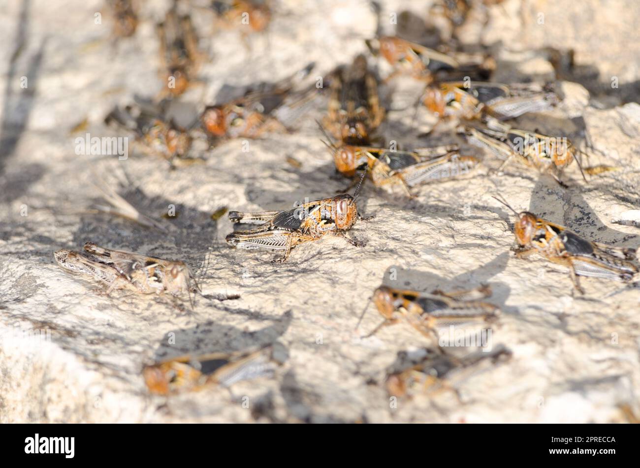 Ninfe di locusta marocchina Dociostaurus maroccanus. Cruz de Pajonales. Riserva Naturale integrale di Inagua. Tejeda. Gran Canaria. Isole Canarie. Spagna. Foto Stock