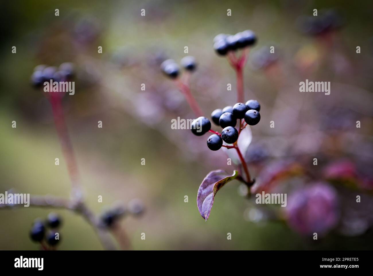 bacche nere sul cespuglio di privet Foto Stock