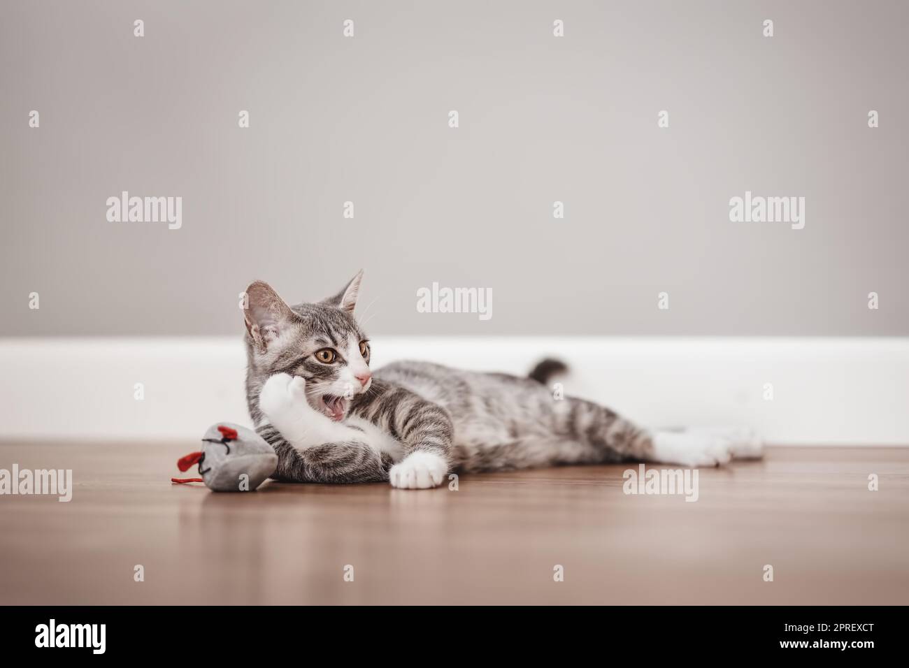Piccolo gattino grigio che giace sul pavimento all'interno Foto Stock