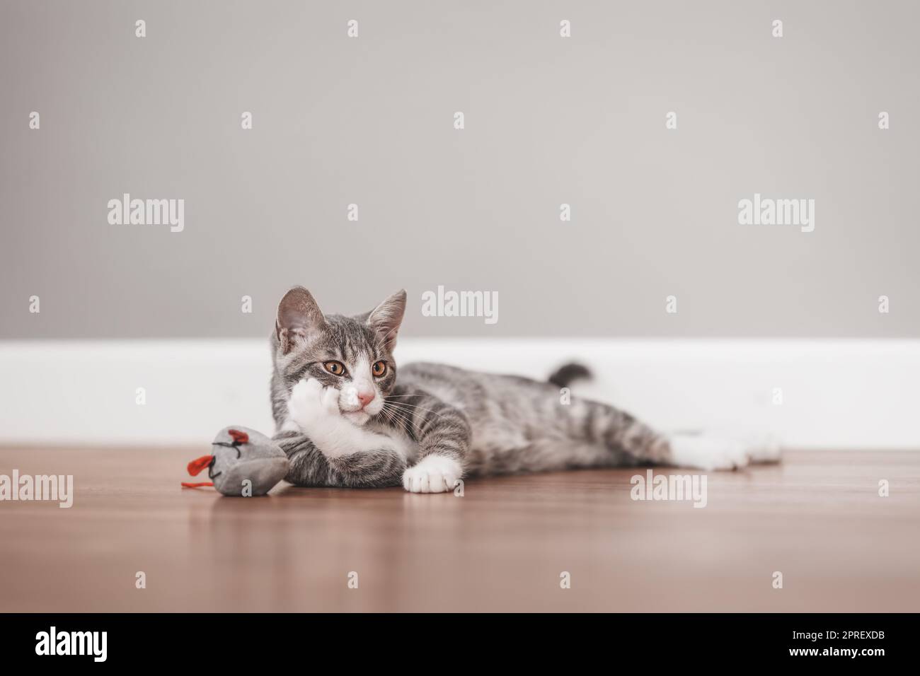 Piccolo gattino grigio che giace sul pavimento all'interno Foto Stock