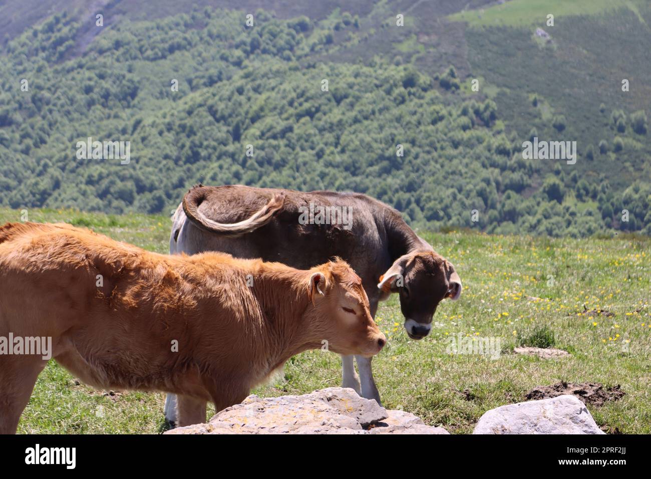 bei animali di vario tipo varietà natura esempio di vita Foto Stock