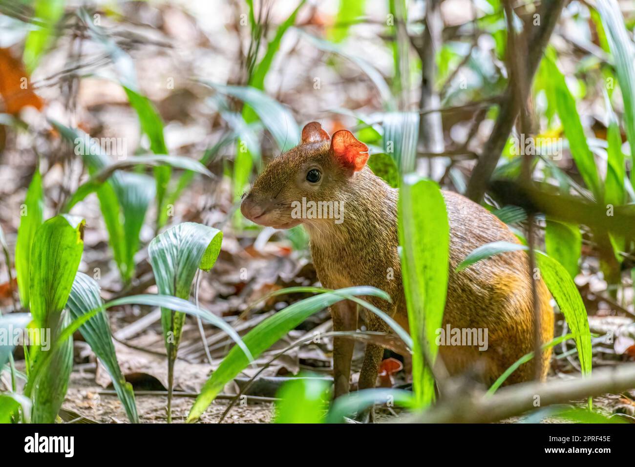 Agouti dell'America Centrale - Dasyprocta punctata, riserva naturale di Curu, fauna selvatica del Costa Rica Foto Stock