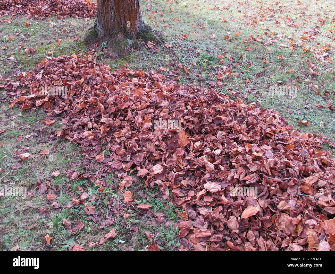 Rastrellare foglie in giardino, una grande pila di foglie sotto un albero Foto Stock