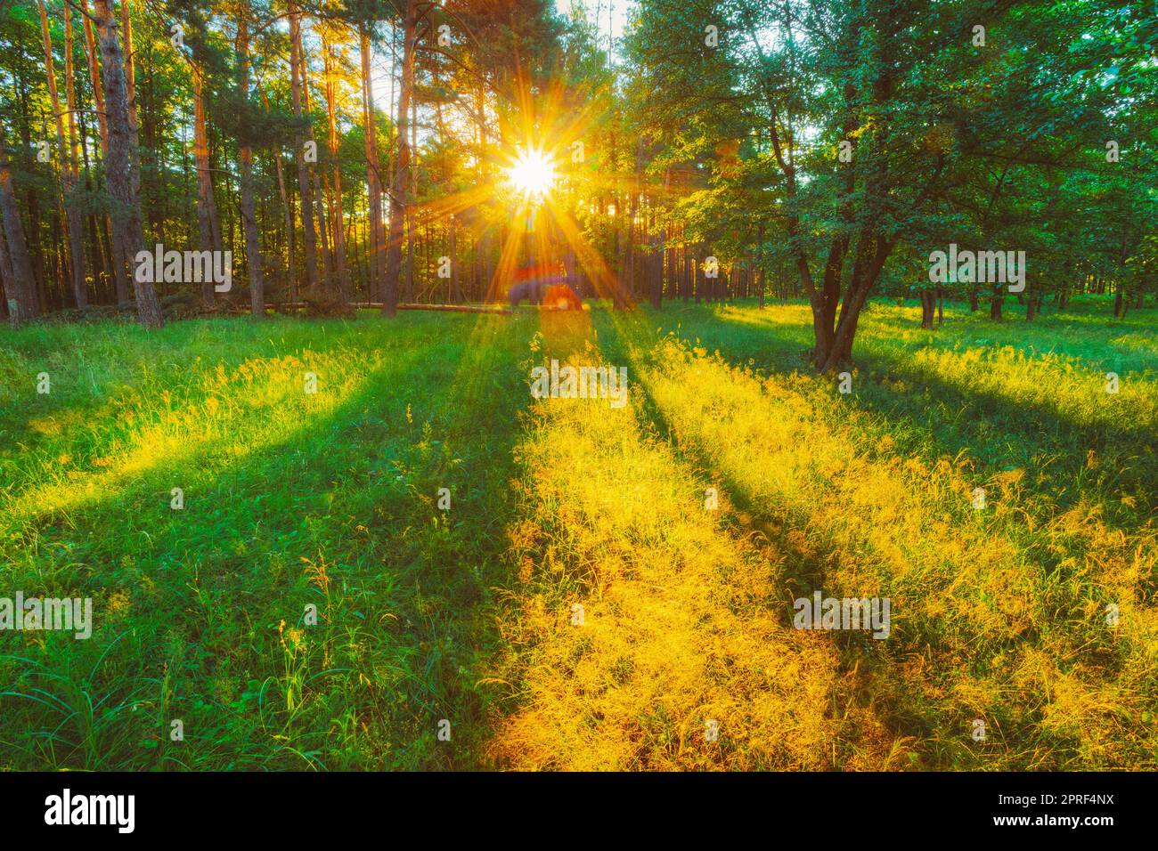 Luce del sole nella foresta, natura estiva. Alberi soleggiati e verde erba. Boschi Foto Stock