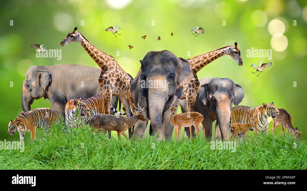 Giornata Mondiale degli Animali Giornata Mondiale della Fauna gruppi di bestie selvatiche sono stati riuniti nelle mani delle persone Foto Stock