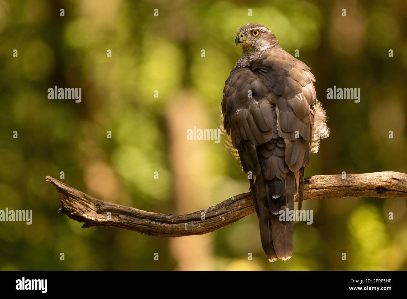 Sparrowwk eurasiatico seduto su un ramo nella foresta estiva da dietro Foto Stock