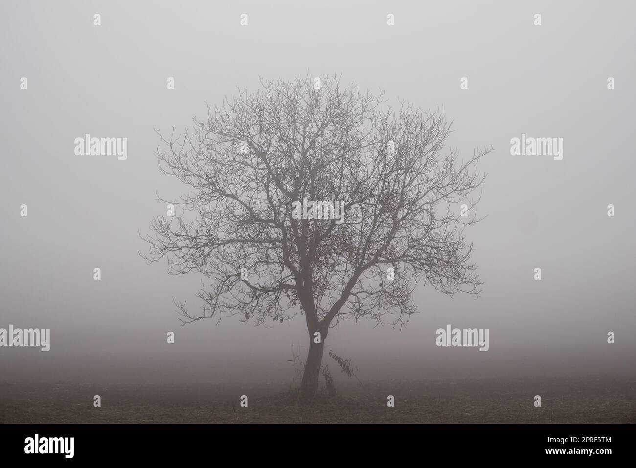 Siluette di un albero su uno sfondo nebbioso Foto Stock