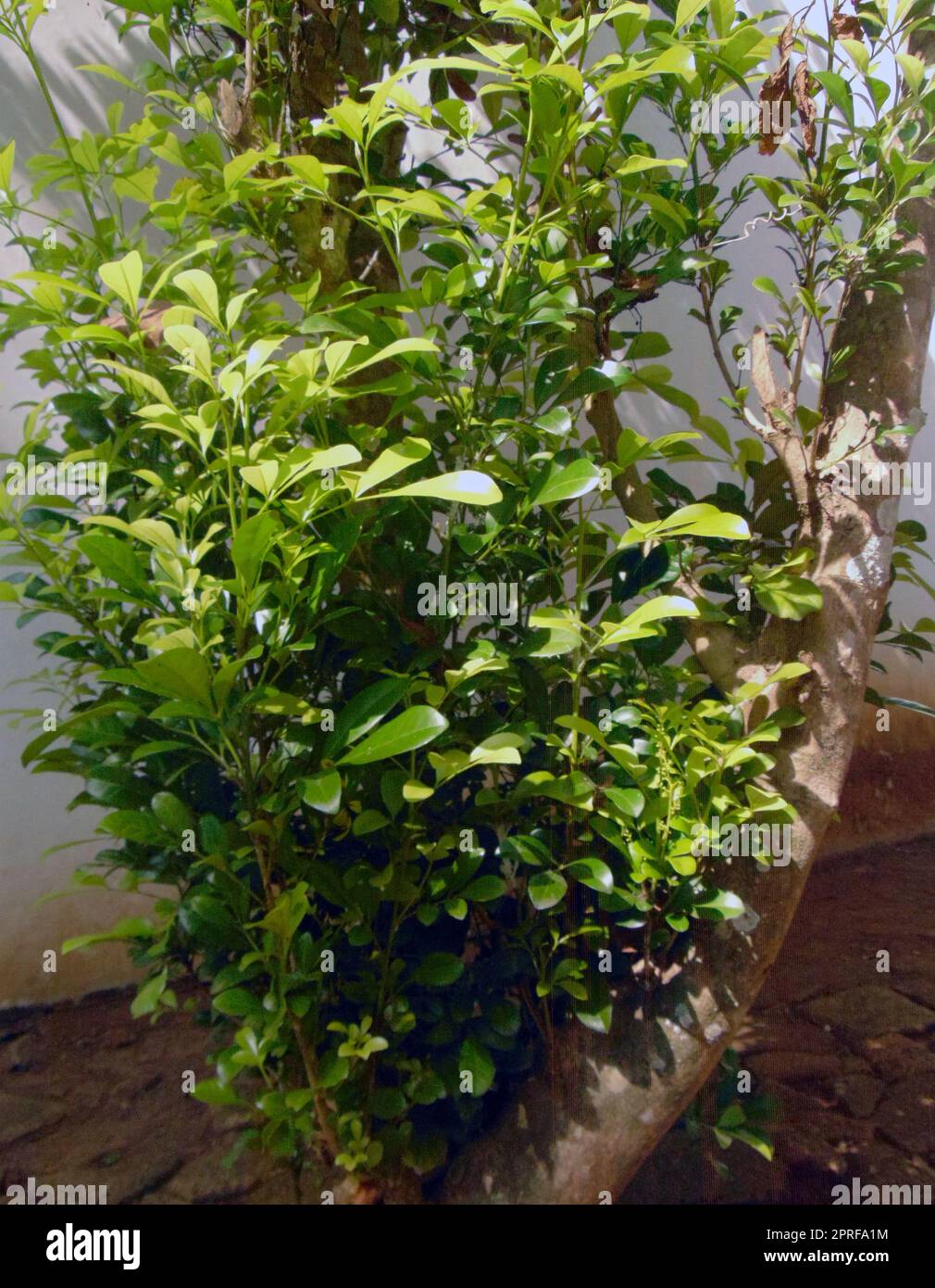 Alberi verdi e con rami, sfondo ad alta risoluzione Foto Stock