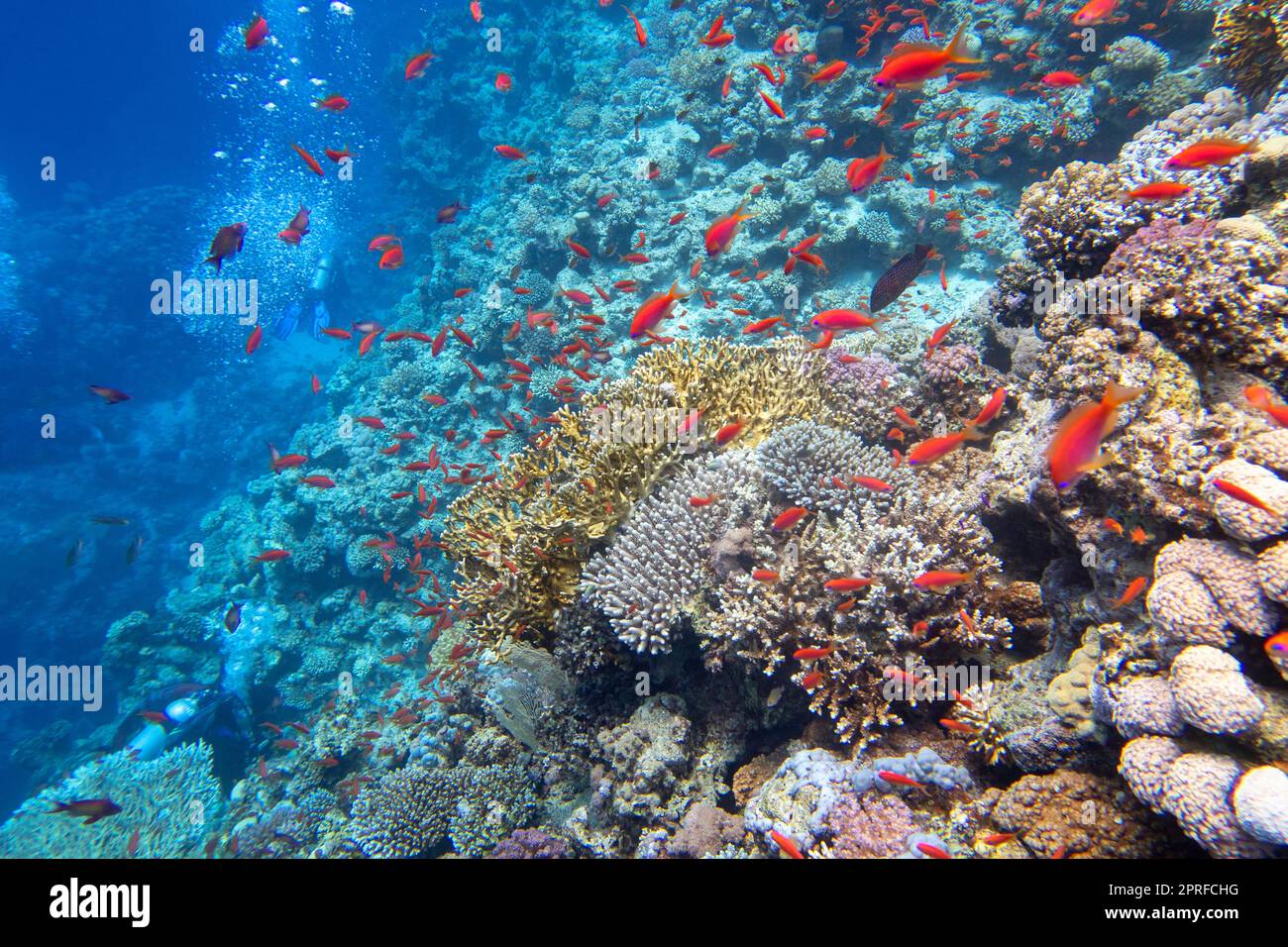 Colorata e pittoresca barriera corallina sul fondo del mare tropicale, coralli duri e pesci Anthias, paesaggio subacqueo Foto Stock