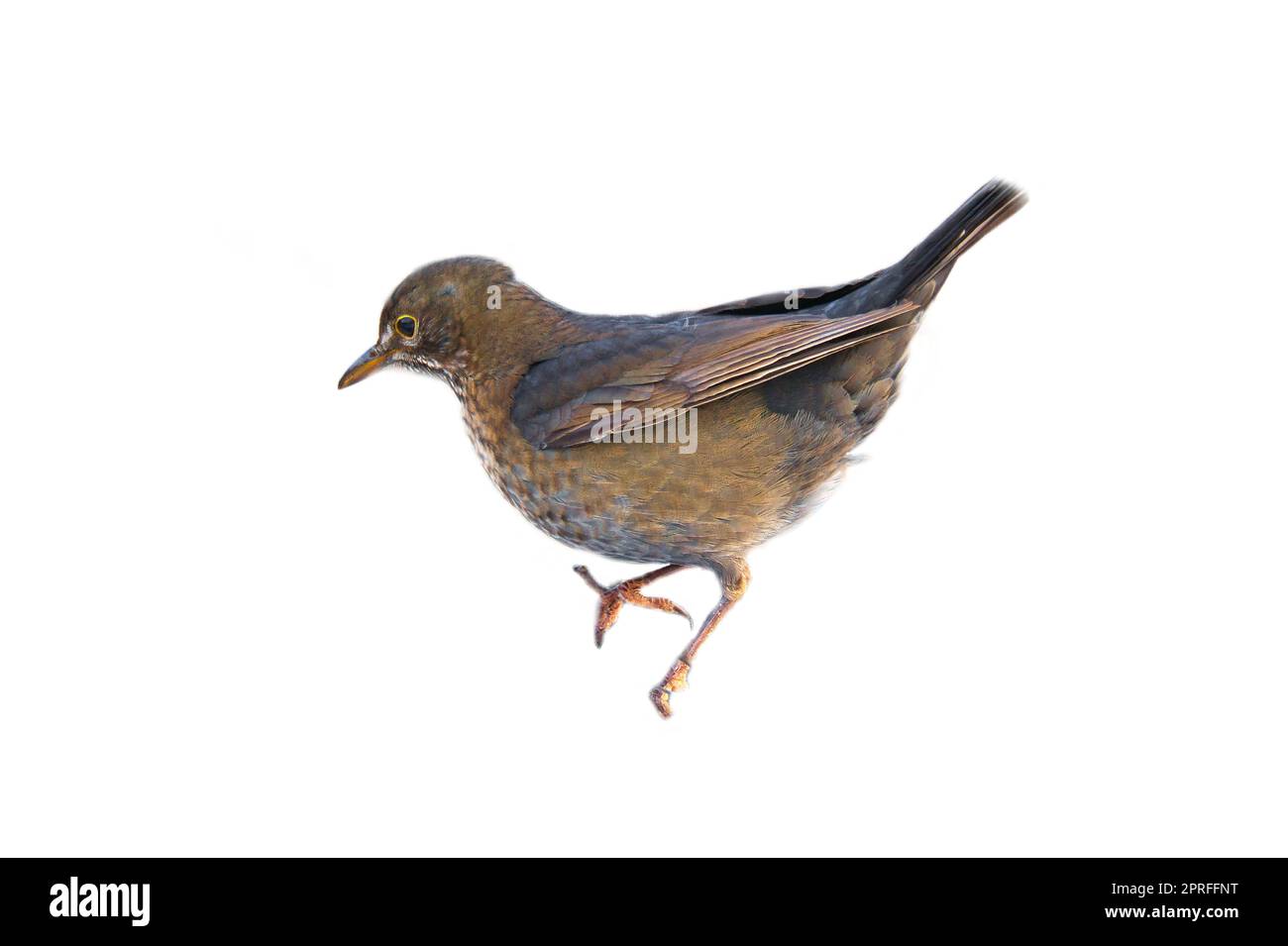 Uccello thrush corto. Per utilizzare la composizione. Animale isolato. Piume marroni. Foto di animali Foto Stock