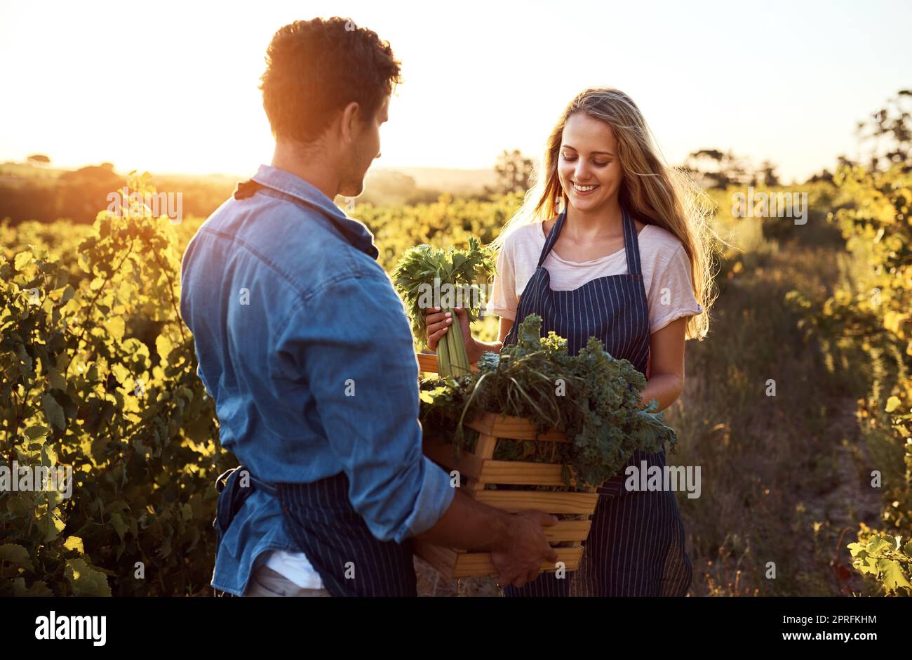 Il lavoro di squadra responsabile di un fruttuoso raccolto. Un bel giovane e una giovane donna attraente che lavorano insieme in una fattoria. Foto Stock