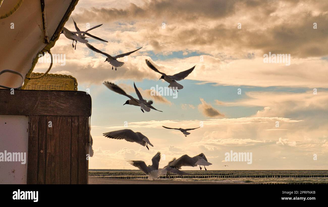 Sdraio sulla sabbia in riva al mare. Il suono delle onde e dei gabbiani Foto Stock