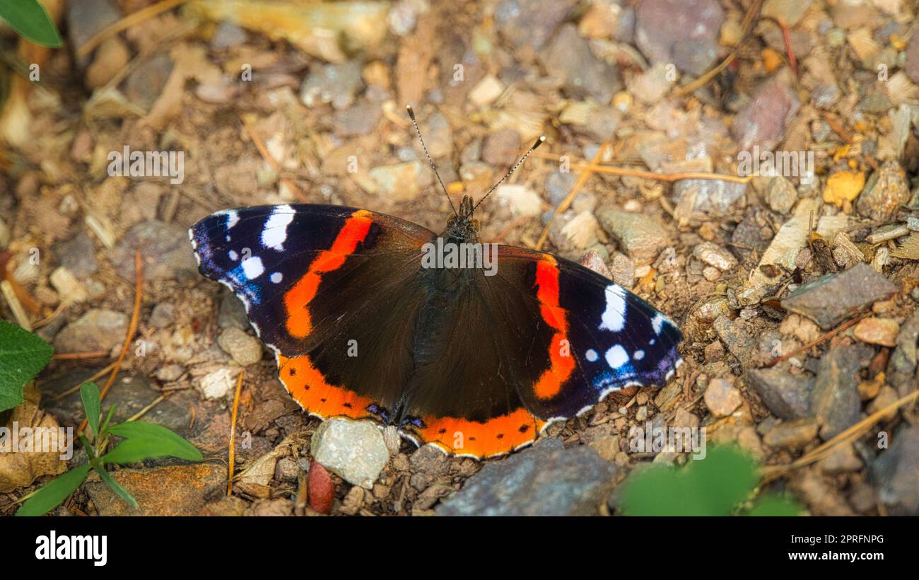Admiral Butterfly sul pavimento della foresta. Insetto raro dai colori brillanti. Foto di animali Macro Foto Stock
