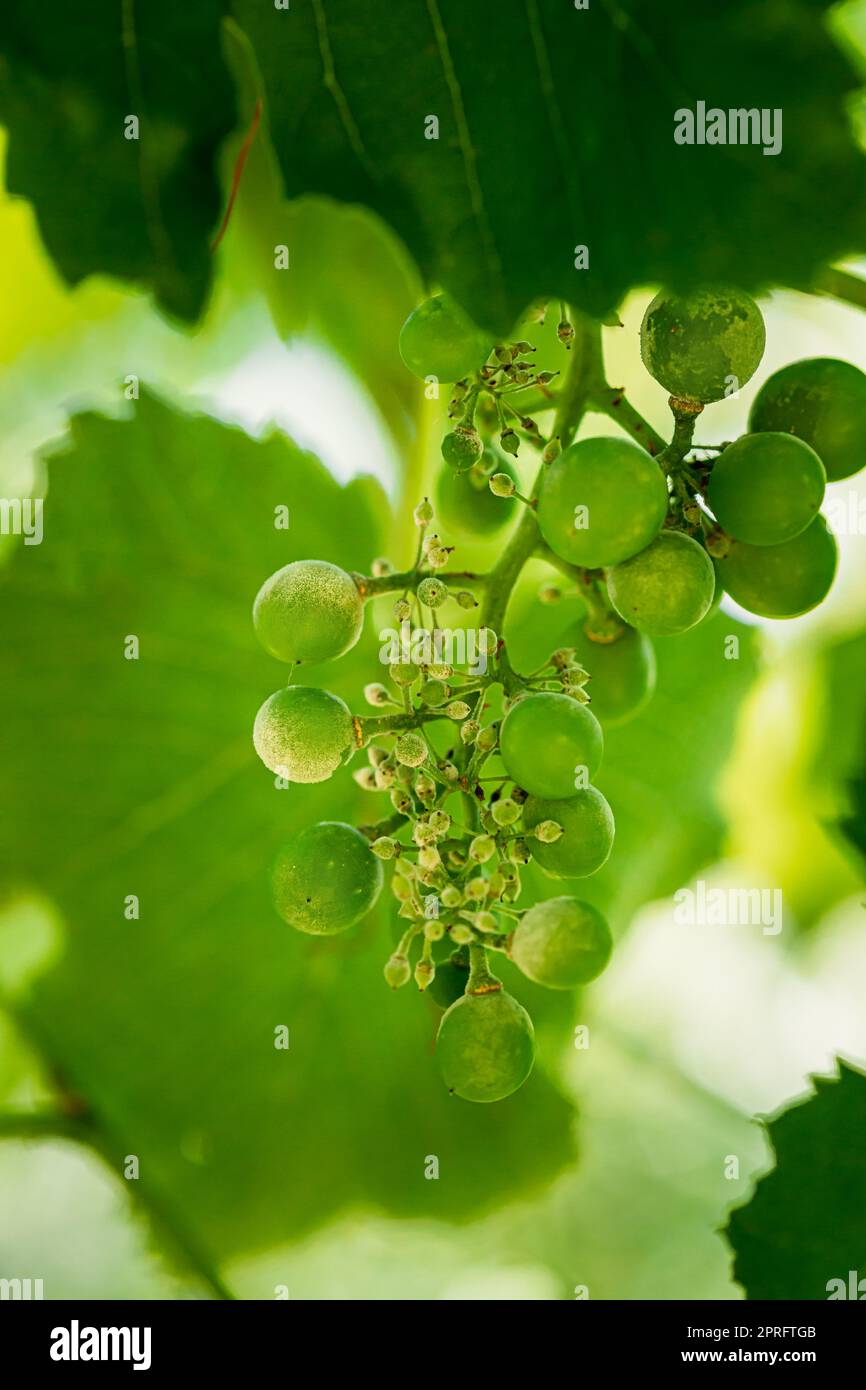 Muffa polverosa su frutta e foglie d'uva. Malattia di pianta. Raccolto cattivo. Malattia di pianta. Foto Stock