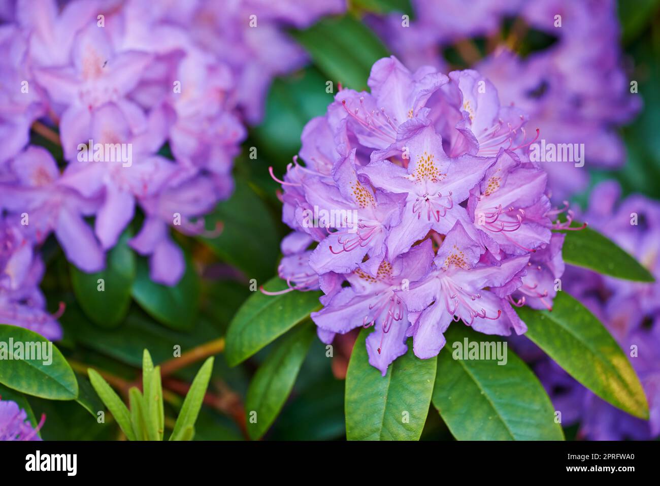 Rhododendron - fiori da giardino nel mese di maggio Foto Stock