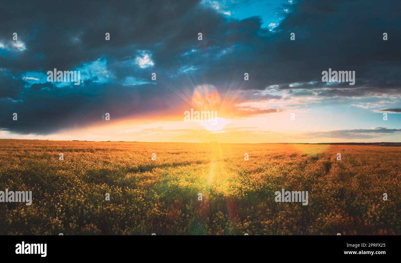 Sole durante il tramonto sopra il paesaggio rurale con fiori di Canola colza in fiore. Il sole splende in un cielo spettacolare all'alba sopra il campo agricolo di colza primaverile Foto Stock