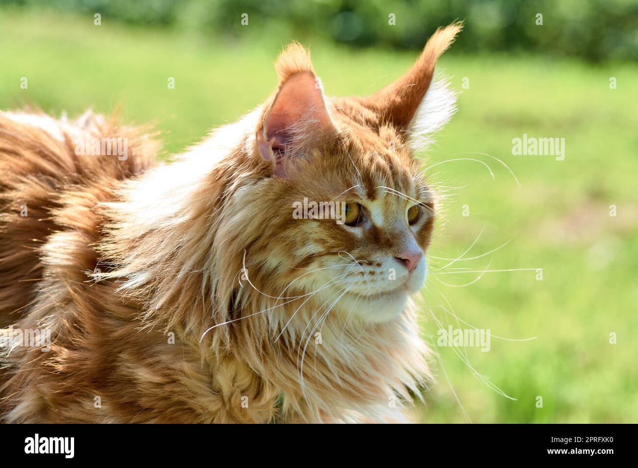 lo zenzero gatto guarda in primo piano la macchina fotografica, meikun Foto Stock