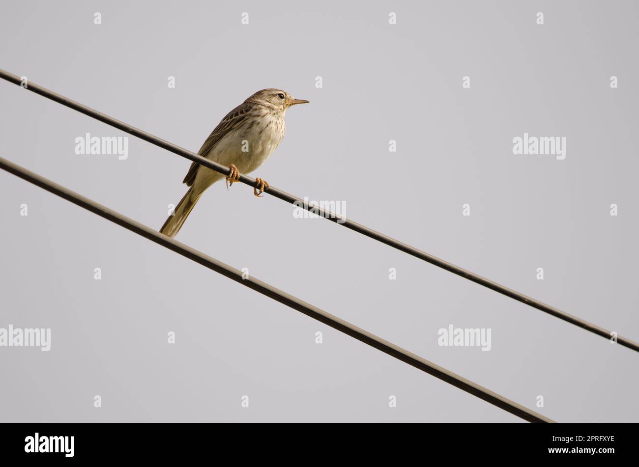 Berthelot sta pipettando su un cavo elettrico. Foto Stock