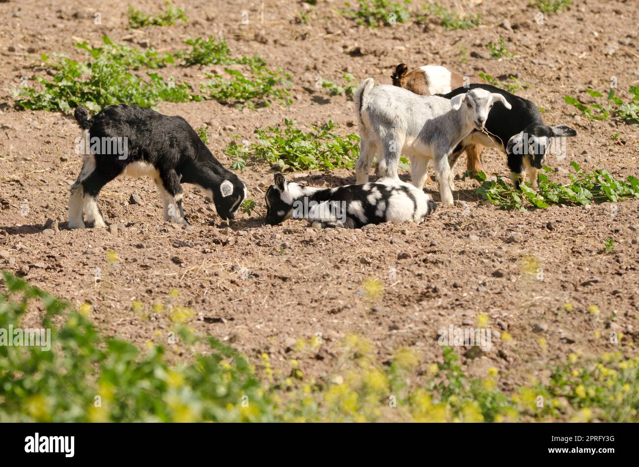 Figli di capra. Foto Stock