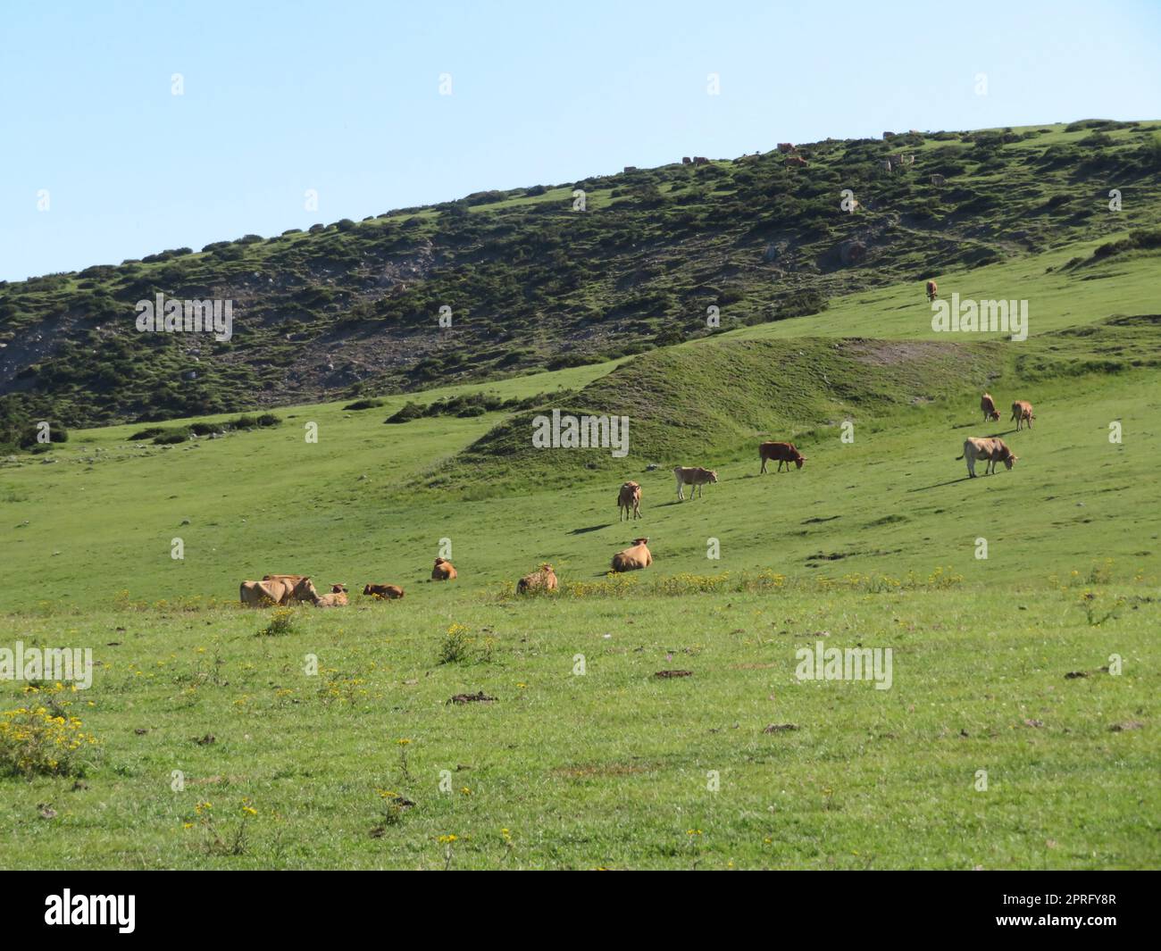 Belle mucche grandi e ben nutrite dai pascoli verdi della montagna Foto Stock