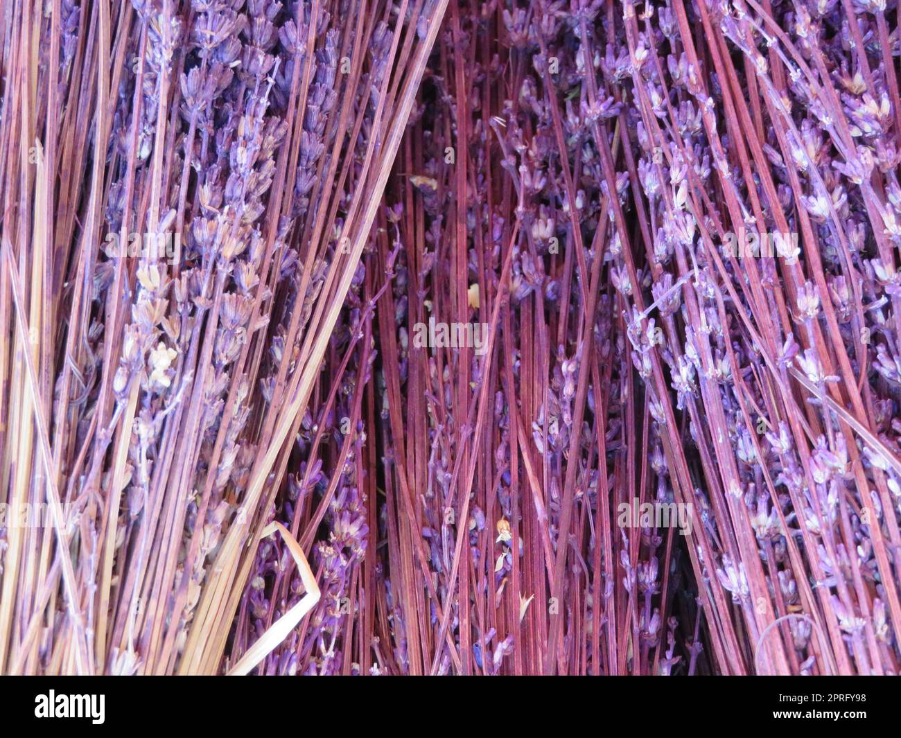 conservato essiccato lavanda fiori aromatici colorato ornamentale Foto Stock