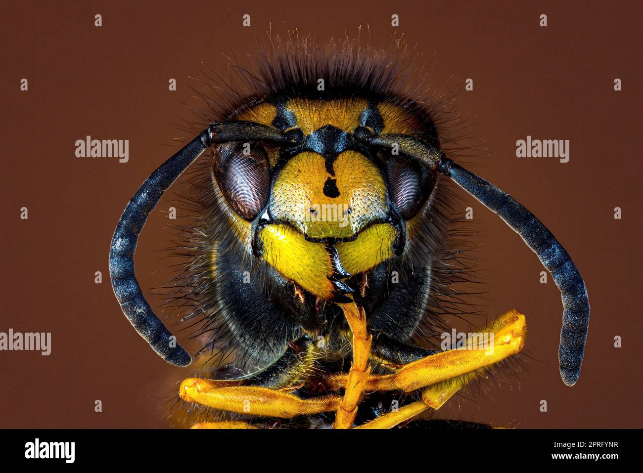 Un Wasp pericoloso sul cibo Foto Stock