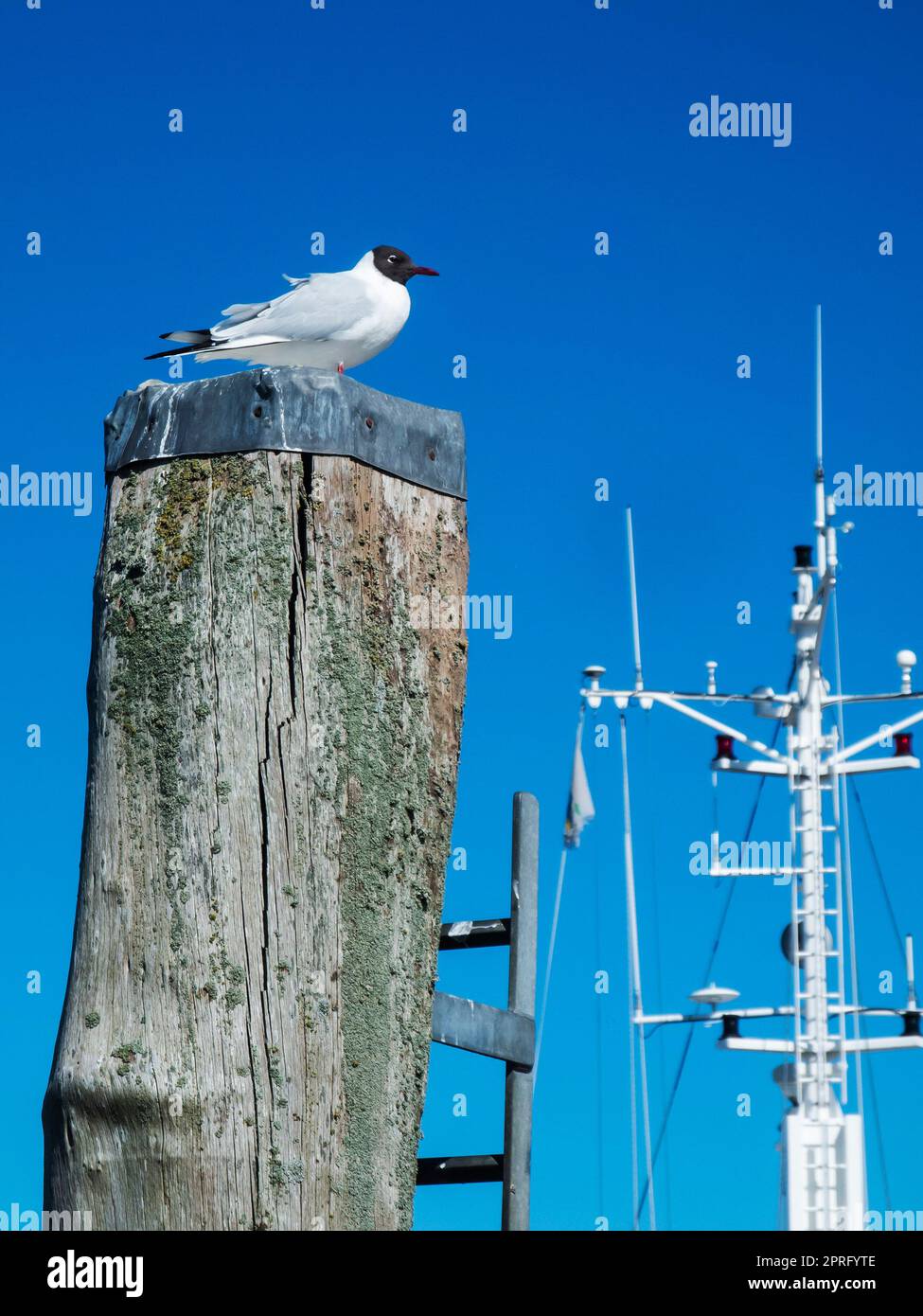 Gabbiano su un palo all'albero della nave Foto Stock