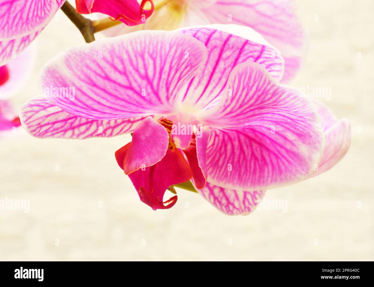 Fiore di Phalaenopsis (Latin. Phalaenopsis) o Orchid (Latin. Orchidaceae) di colore bianco-porpora Foto Stock