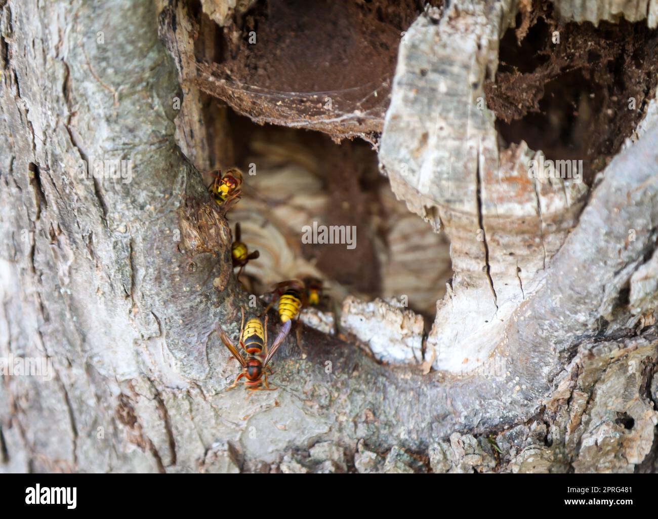 C'è un nido di calabroni nel tronco di un melo. Foto Stock