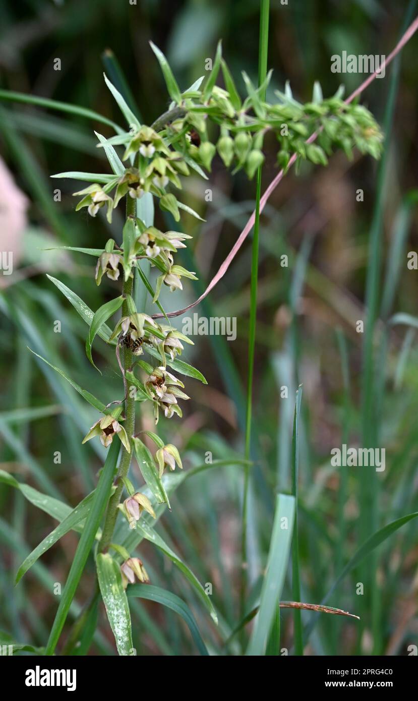 Epitpactes helleborine Foto Stock