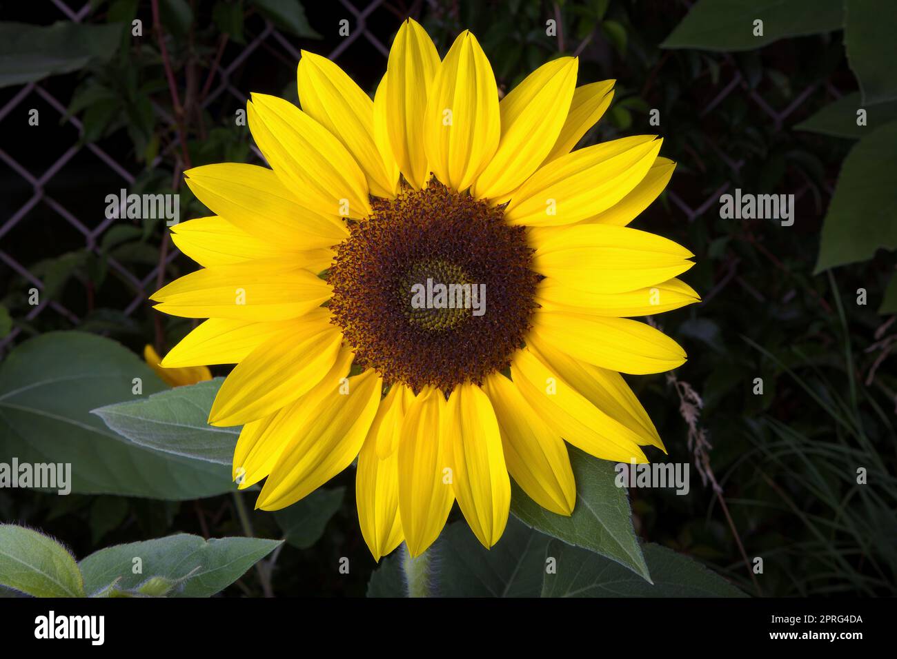 un grande fiore giallo di girasole su sfondo scuro Foto Stock