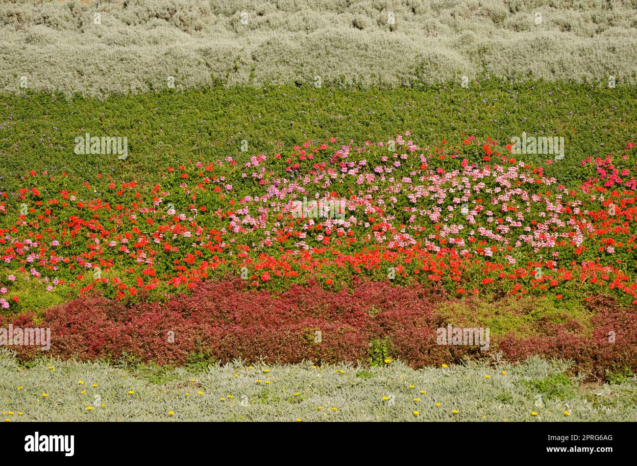 Giardino con pelargonium in fiore con foglie d'edera. Foto Stock