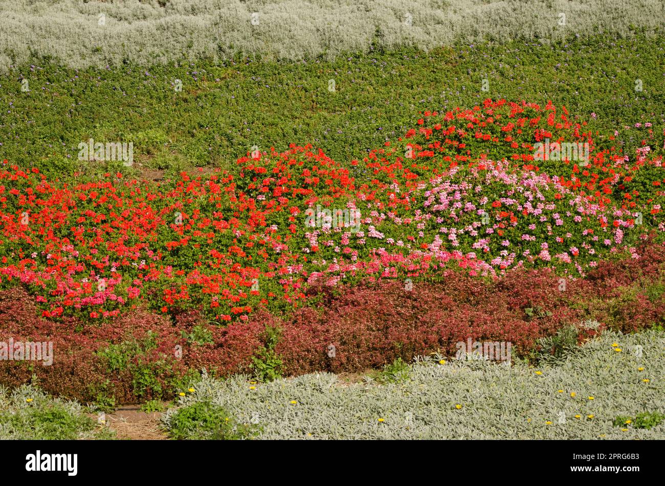 Giardino con pelargonium in fiore con foglie d'edera. Foto Stock