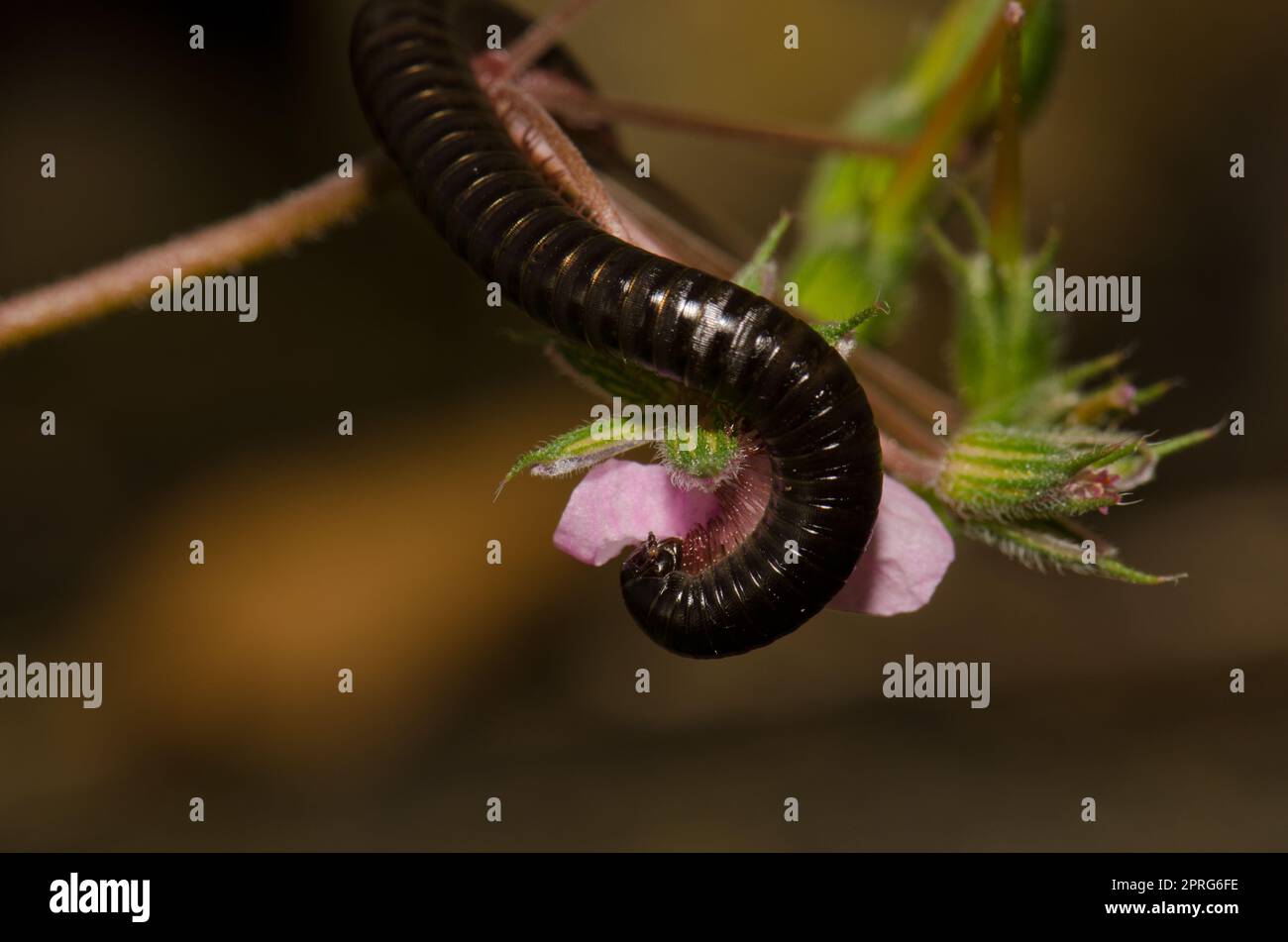 Millipede portoghese Ommatoiulus moreleti mangiare il petalo di un fiore di geranio foglia rotonda. San Lorenzo. Gran Canaria. Isole Canarie. Spagna. Foto Stock