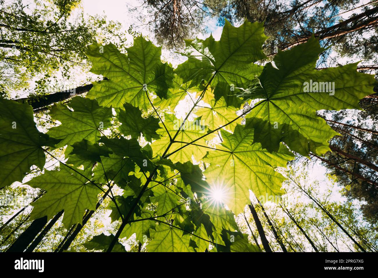 Vista dal basso del sole attraverso il fogliame d'acero verde primaverile. I raggi del sole brillano attraverso la vegetazione fresca e le foglie di acero. Soleggiato giorno d'estate. Grandangolo Foto Stock