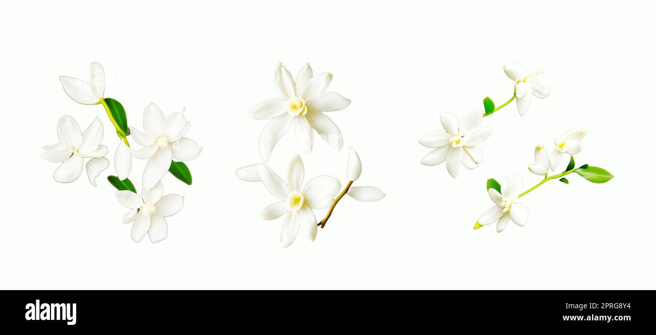 La vaniglia è una spezia derivata dalle orchidee del genere Vanilla, ottenuta principalmente da baccelli della specie messicana, vaniglia a foglia piatta (V. planifolia) Foto Stock