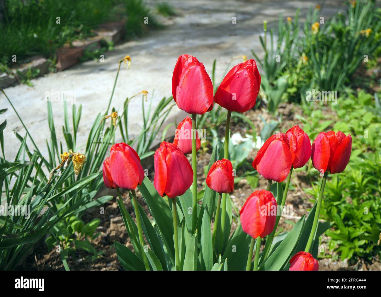 Tulipani rossi sul lato del sentiero. Gocce d'acqua sul fiore rosso Foto Stock
